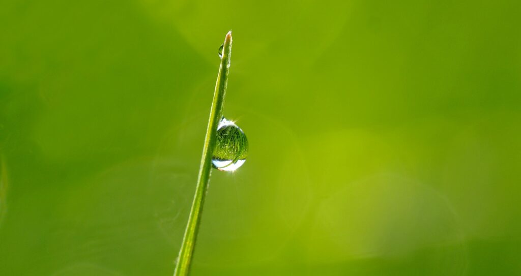 dewdrops in the morning sun, dew, mirrors-1373998.jpg